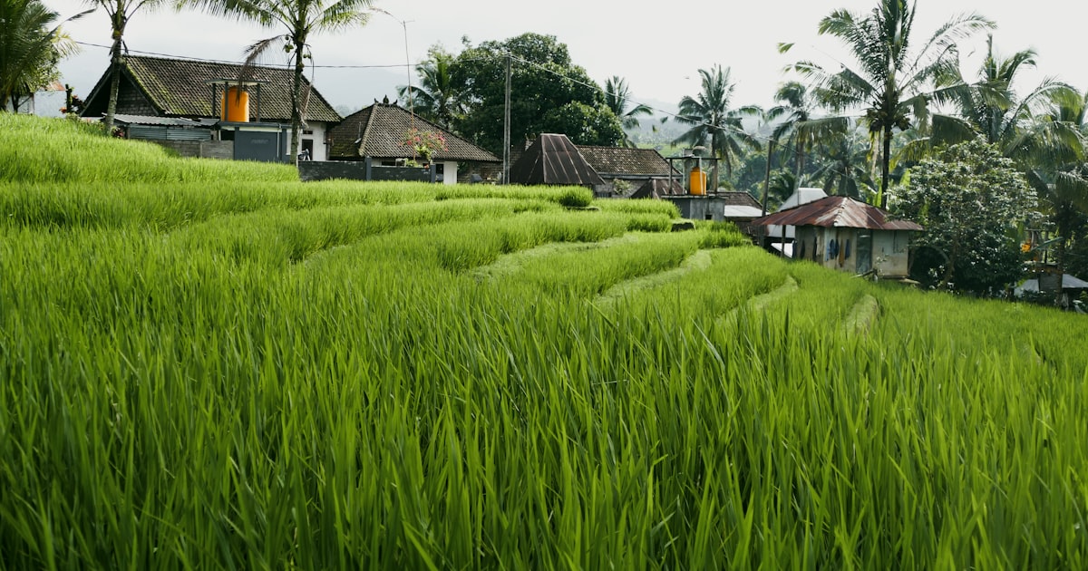 Bali hors des sentiers battus : villages pittoresques et rizières verdoyantes