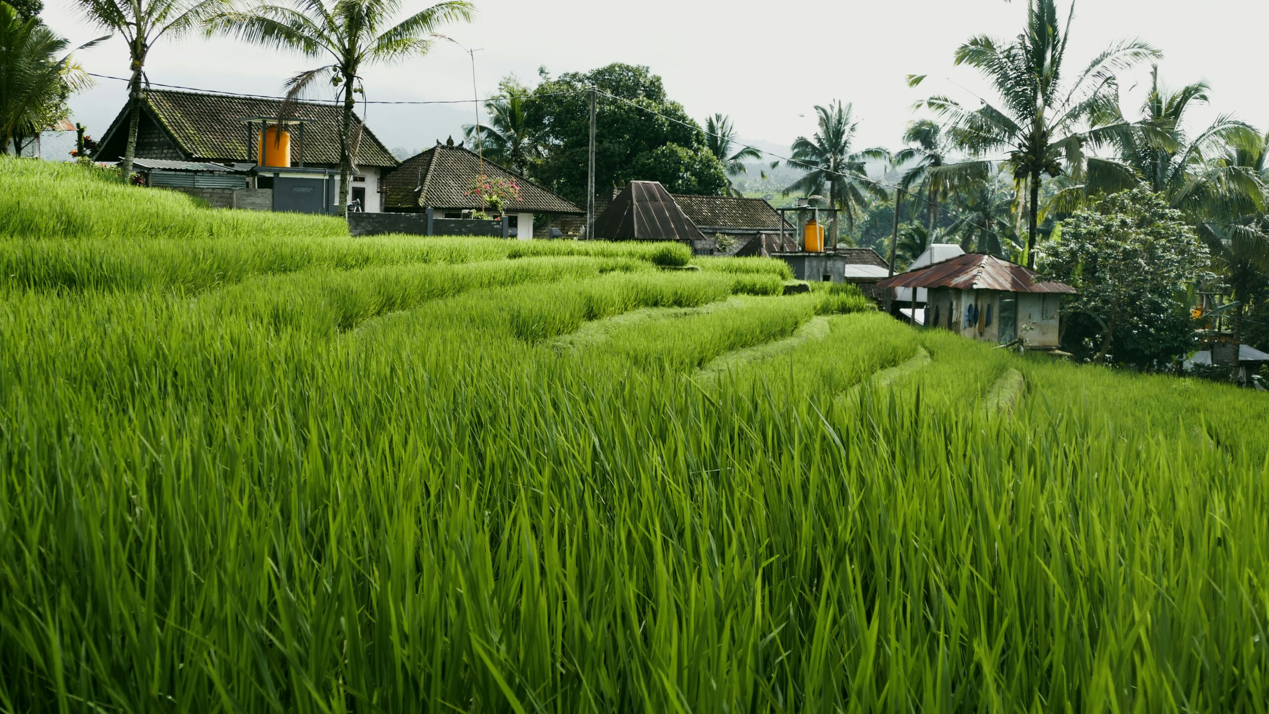 Bali hors des sentiers battus : villages pittoresques et rizières verdoyantes