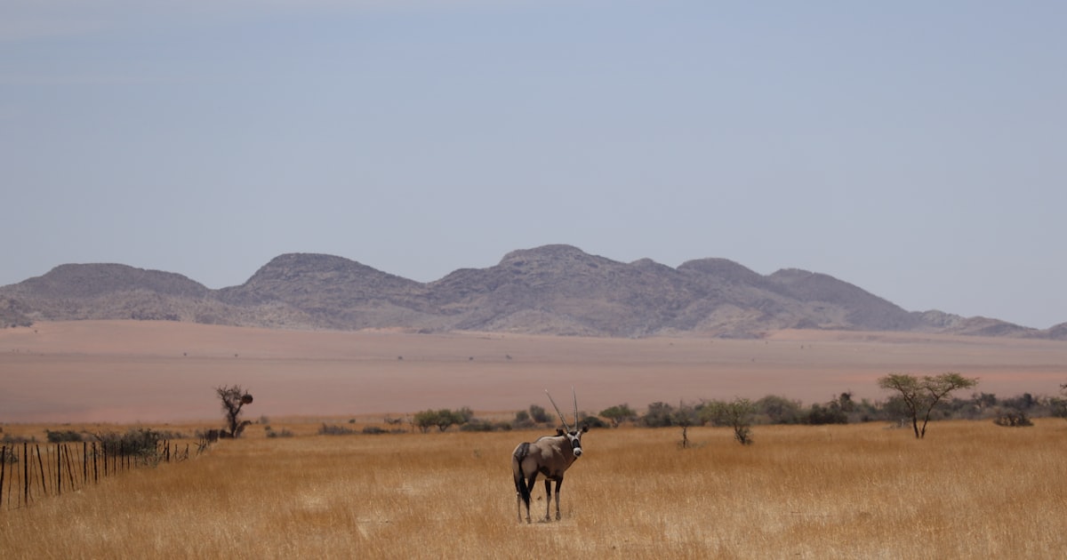 Namibie en van : désert Sossusvlei et Etosha, aventure inoubliable