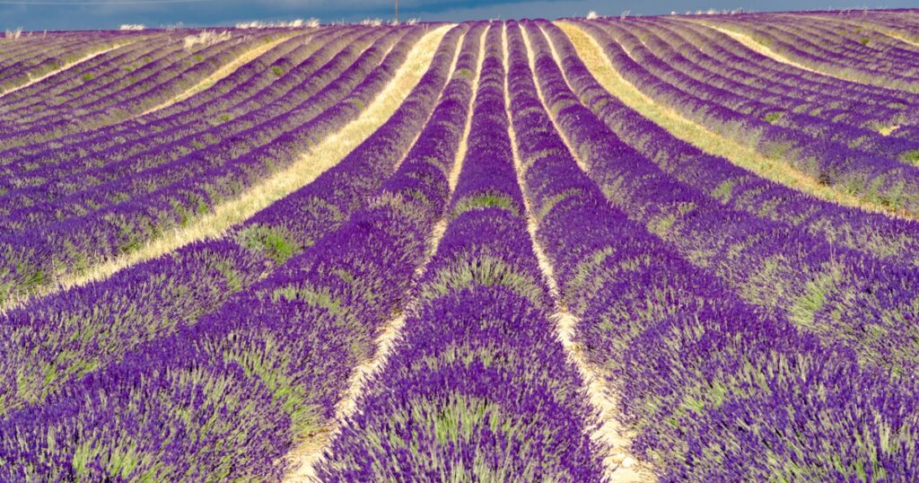 Provence en lavande : quand aller et où admirer les champs fleuris