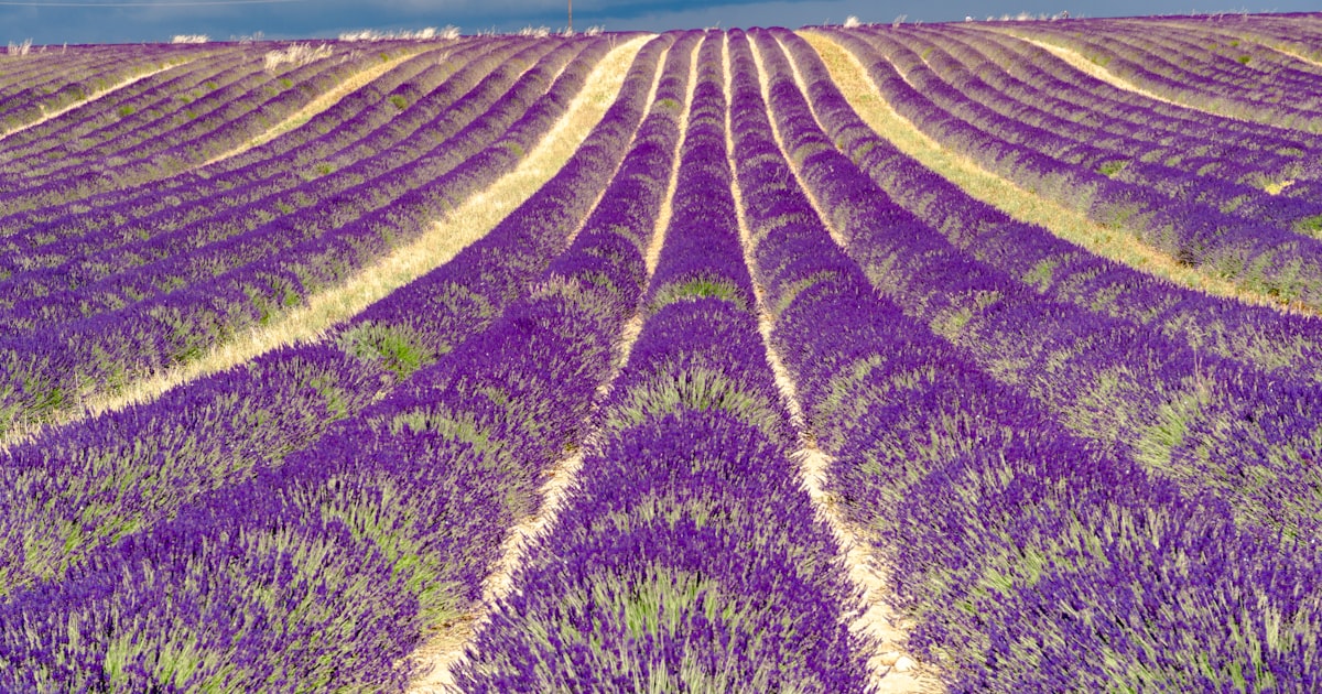 Provence en lavande : quand aller et où admirer les champs fleuris