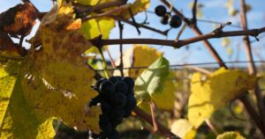 Route des vins en Bourgogne : domaines et dégustations incontournables à découvrir