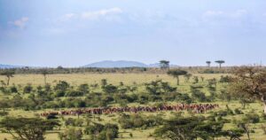 Safari au Kenya : Masai Mara et la grande migration