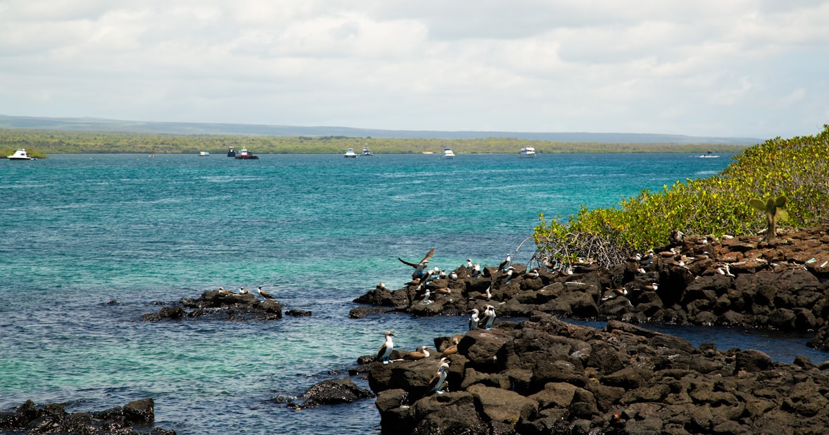 Les Galápagos : guide complet pour organiser le voyage parfait et inoubliable