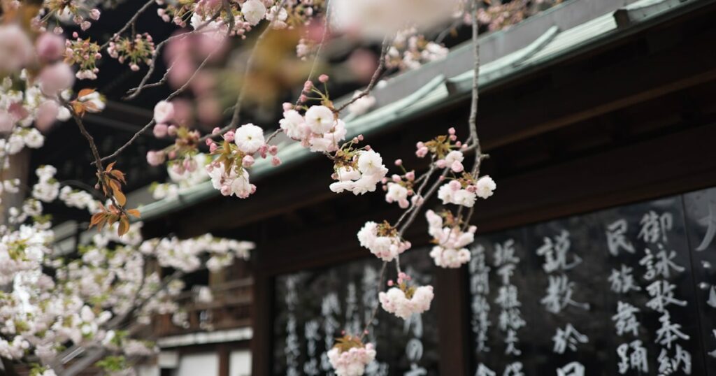 Voyage Japon 2026 : Découvrez la beauté des cerisiers en fleurs