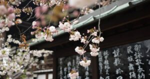 Voyage Japon 2026 : Découvrez la beauté des cerisiers en fleurs